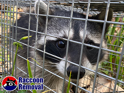 Kalamazoo raccoon trapping